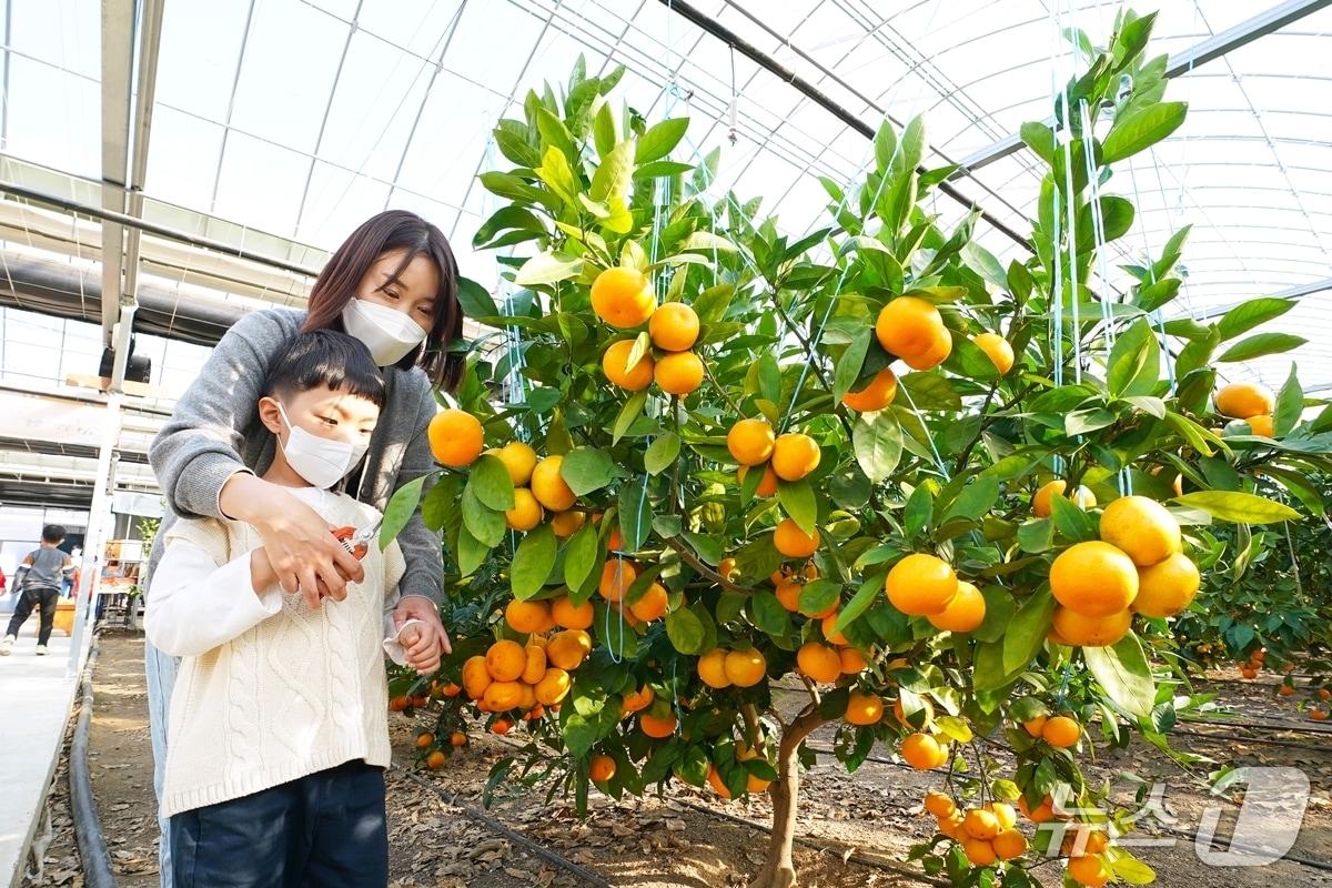 본문 이미지 - 광주시의 한 농장에서 감귤 수확 체험을 하고 있는 모습.&#40;광주시 제공&#41;