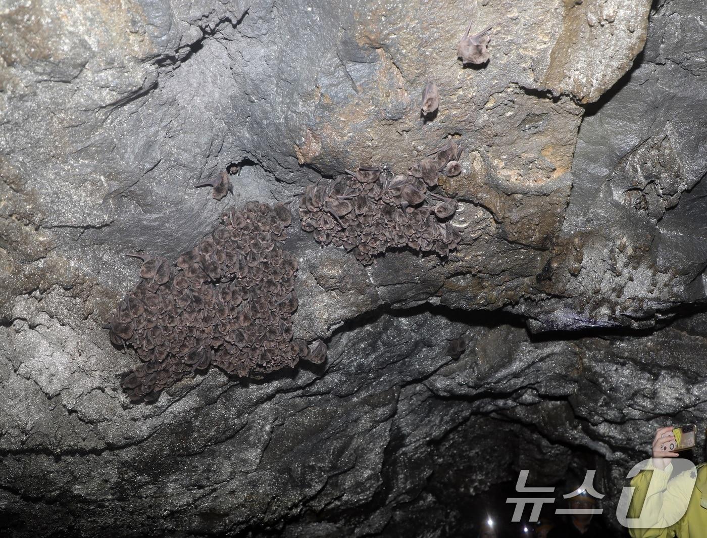 본문 이미지 - 3일 한라산 관음사 탐방로 인근 해발 700m에 위치한 용암동굴인 '구린굴' 천장에 박쥐가 매달려있다. 구린굴에서는 과거 희귀종인 황금박쥐가 발견된 적도 있다. 제주도는 민간 특별개방을 앞두고 이날 언론에 동굴을 사전 공개했다.2025.11.3/뉴스1 ⓒ News1 고동명 기자