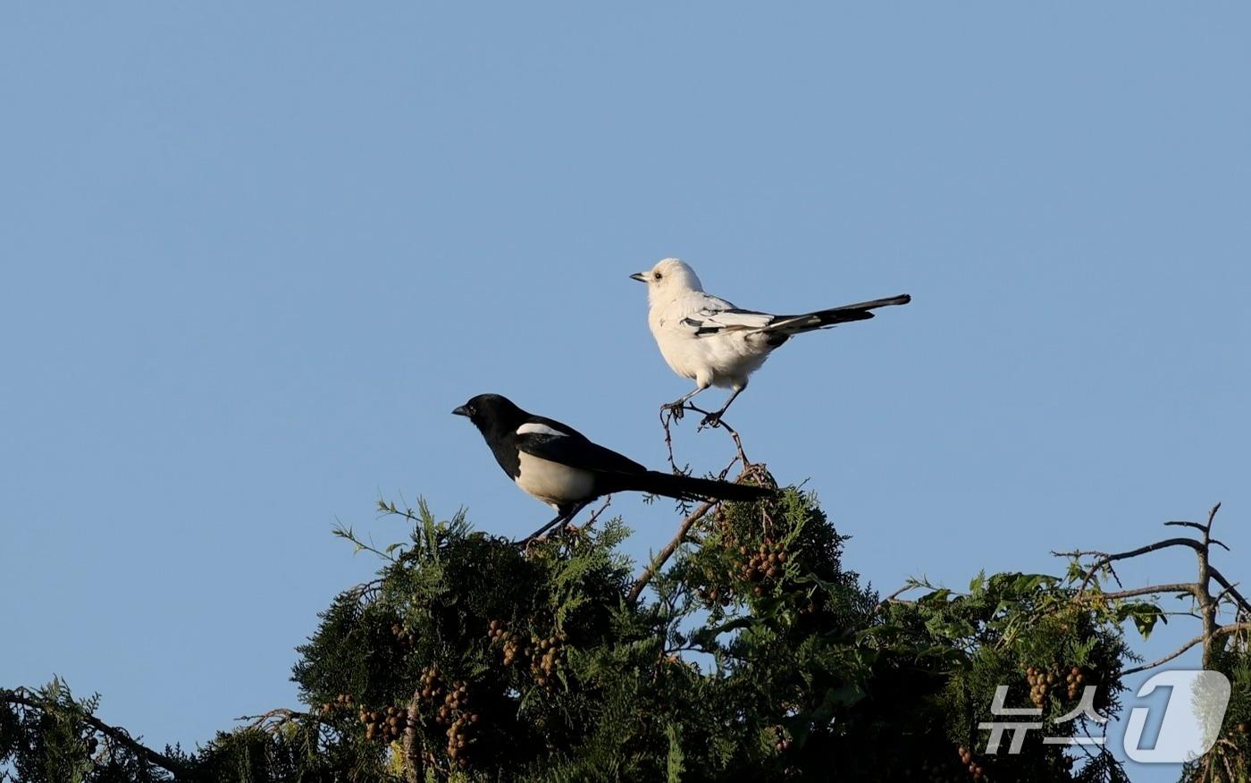 지난 10월31일 제주시 오등동에서 목격된 '흰 까치'.(다큐제주 제공. 재판매 및 DB 금지)
