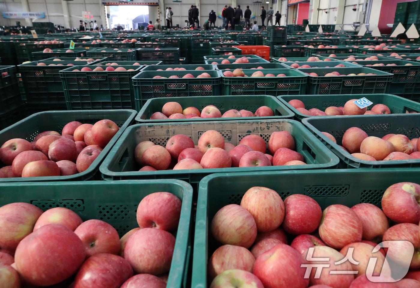 경북 안동시 풍산읍 농산물도매시장에 만생종 사과 출하가 시작되자 경매에 나온 부사 등 가을사과가 수북이 쌓여 있다. 2025.11.3/뉴스1 ⓒ News1 공정식 기자