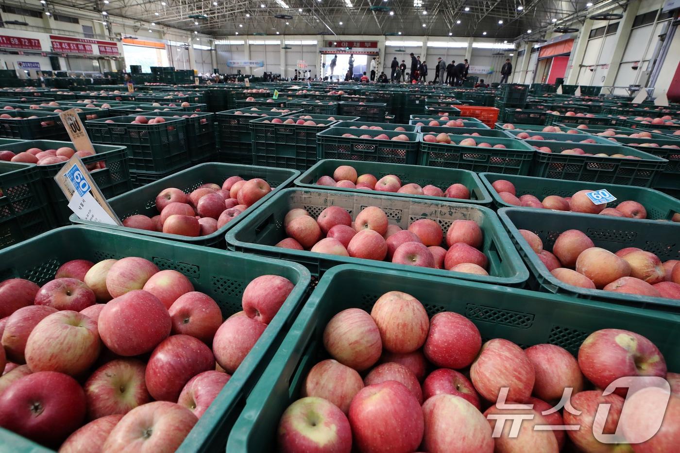 3일 오후 경북 안동시 풍산읍 농산물도매시장에 만생종 사과 출하가 시작되자 경매에 나온 부사 등 가을사과가 수북이 쌓여 있다. 2025.11.3/뉴스1 ⓒ News1 공정식 기자