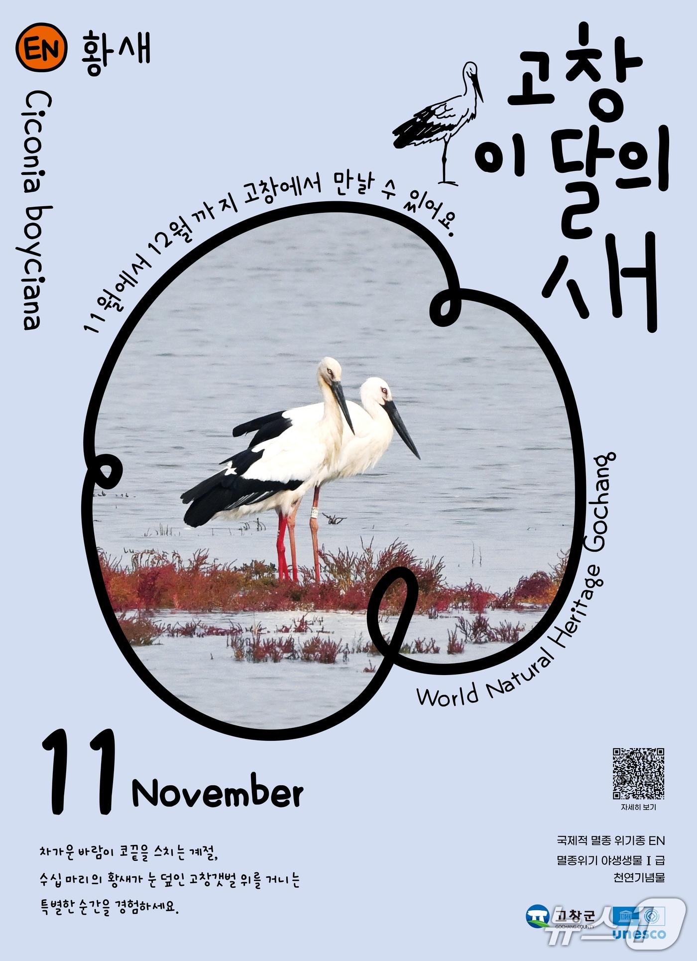 본문 이미지 - 전북 고창군이 11월 &#39;고창갯벌 이달의 새&#39;로 멸종위기 철새인 황새를 선정했다.&#40;고창군제공. 재판매 및 DB금지&#41;2025.11.3/뉴스1