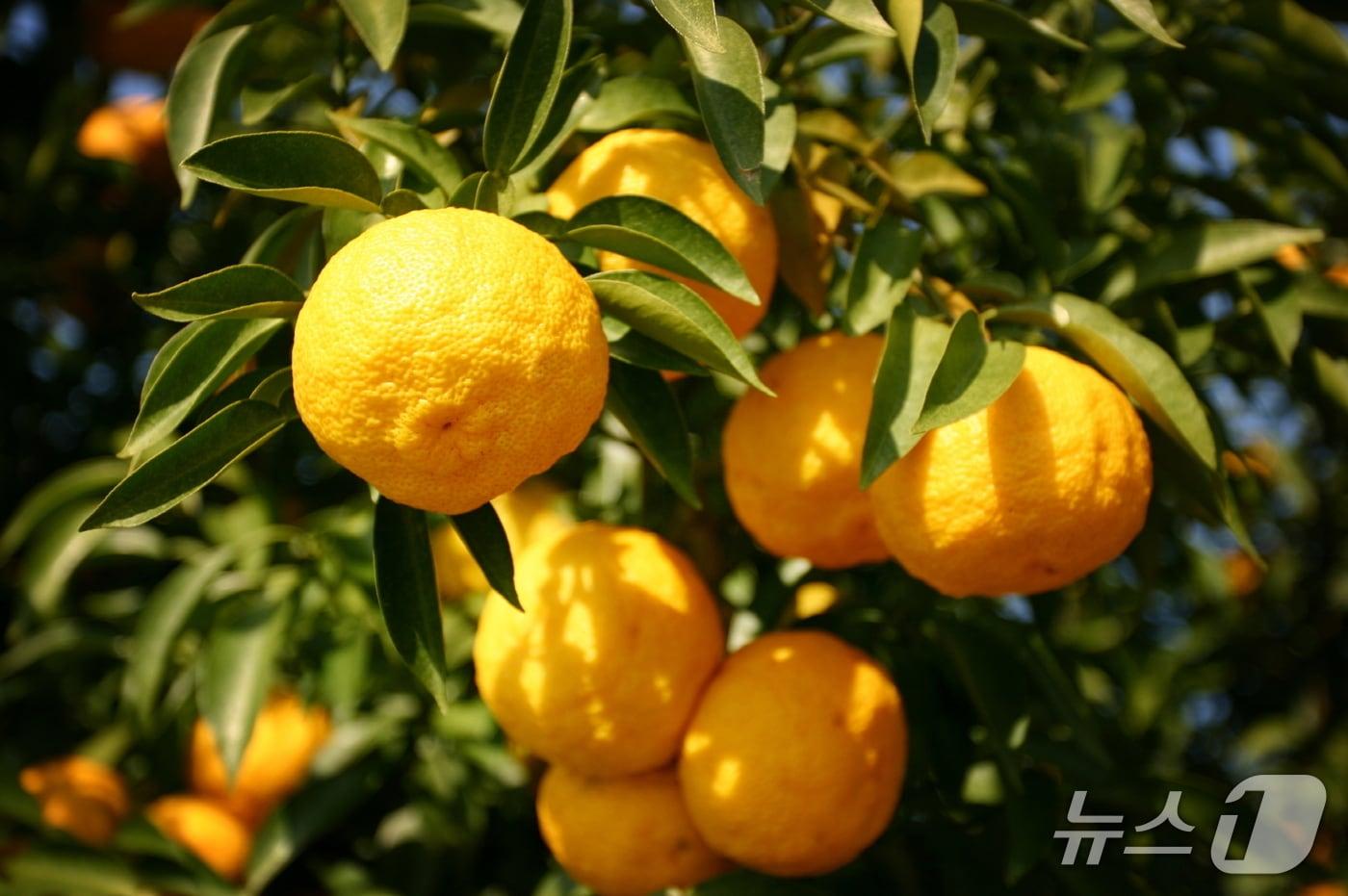 APEC 공식 만찬에 활용된 고흥 유자. (고흥군 제공. 재판매 및 DB금지)