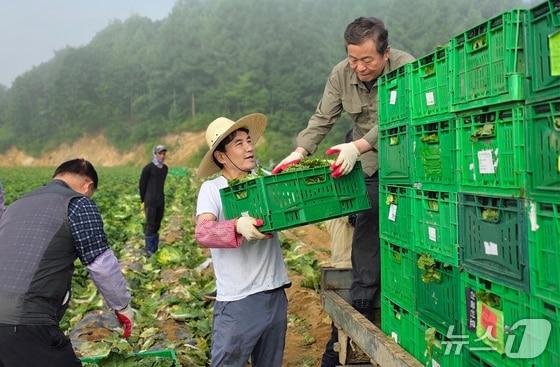 본문 이미지 - 평창 고랭지 배추밭 수확 돕는 김진태 강원도지사.&#40;자료사진&#41;/뉴스1 DB