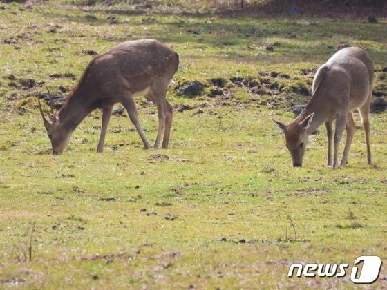 본문 이미지 - 제주에서 서식하는 꽃사슴(제주도 제공. 재판매 및 DB금지)/뉴스1
