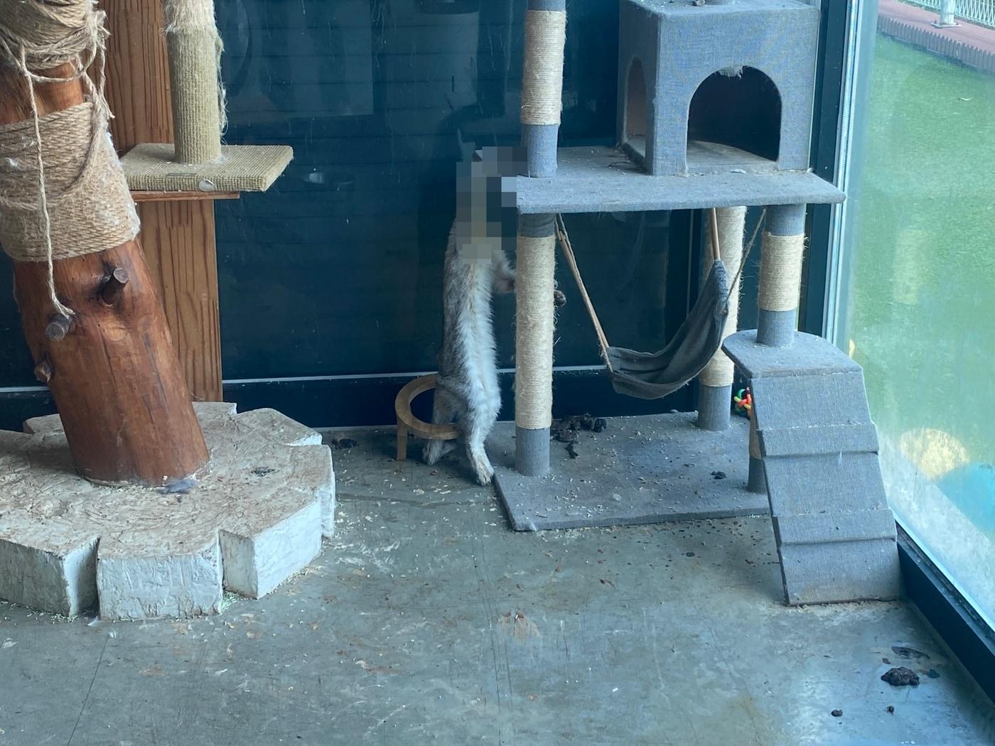 본문 이미지 - 인천 계양구 민간동물보호시설로 신고된 업체에 고양이 사체가 캣타워에 매달린 채 방치돼 있다(동물자유연대 제공). ⓒ 뉴스1