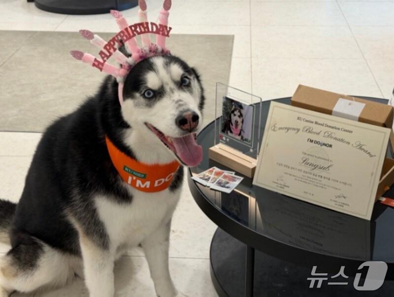 본문 이미지 - 건국대 동물병원 'KU 아임도그너 헌혈센터'는 응급헌혈견에서 감사선물을 전달했다(동물병원 제공). ⓒ 뉴스1