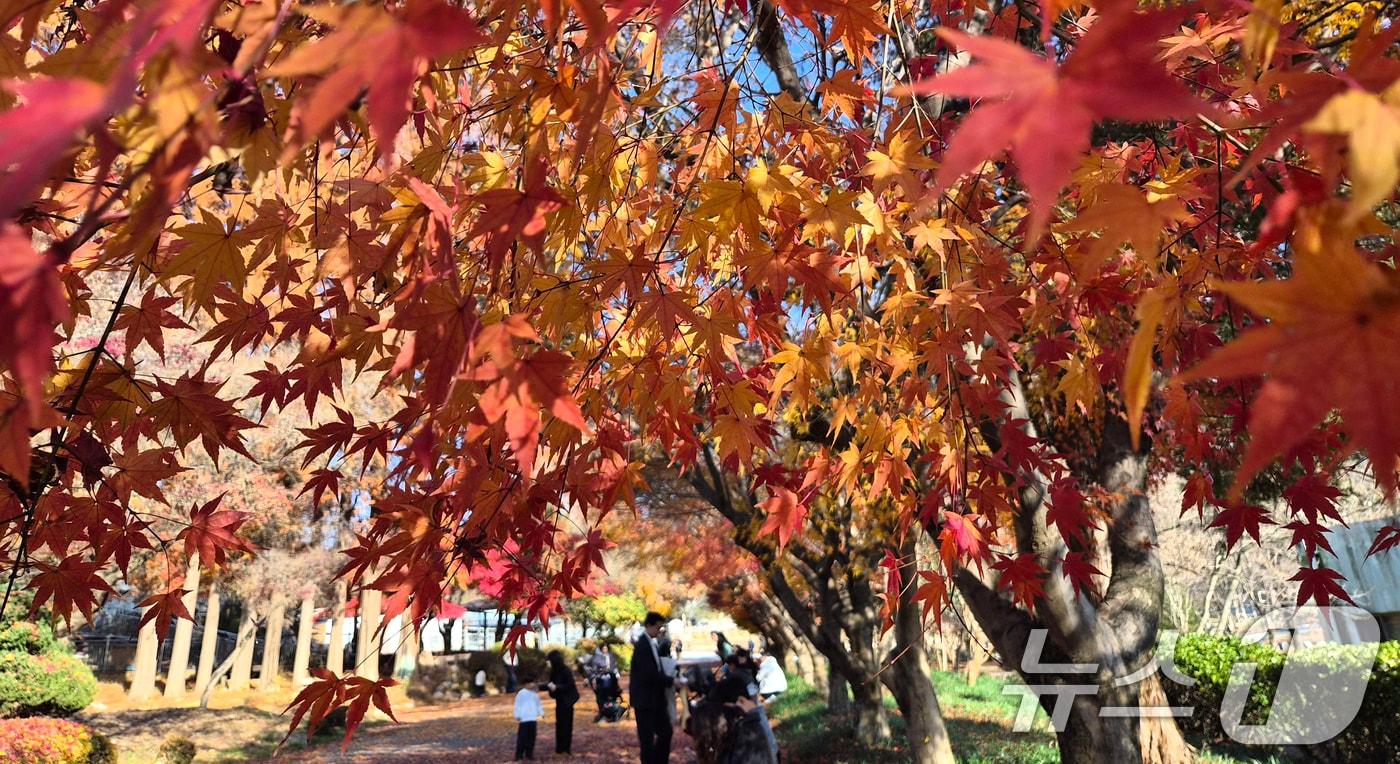 온화한 가을 날씨를 보인 30일 전북 전주시 전주동물원을 찾은 시민들이 낙엽이 깔린 단풍길에서 늦가을 정취를 만끽하고 있다. 2025.11.30/뉴스1 ⓒ News1 유경석 기자
