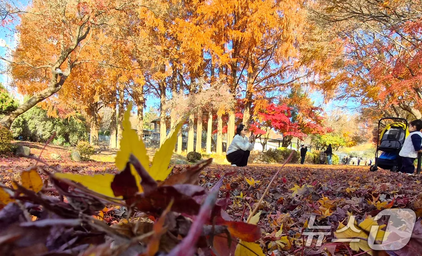  전북 전주시 전주동물원을 찾은 시민이 낙엽이 깔린 단풍길에서 늦가을 정취를 만끽하고 있다. 2025.11.30/뉴스1 ⓒ News1 유경석 기자