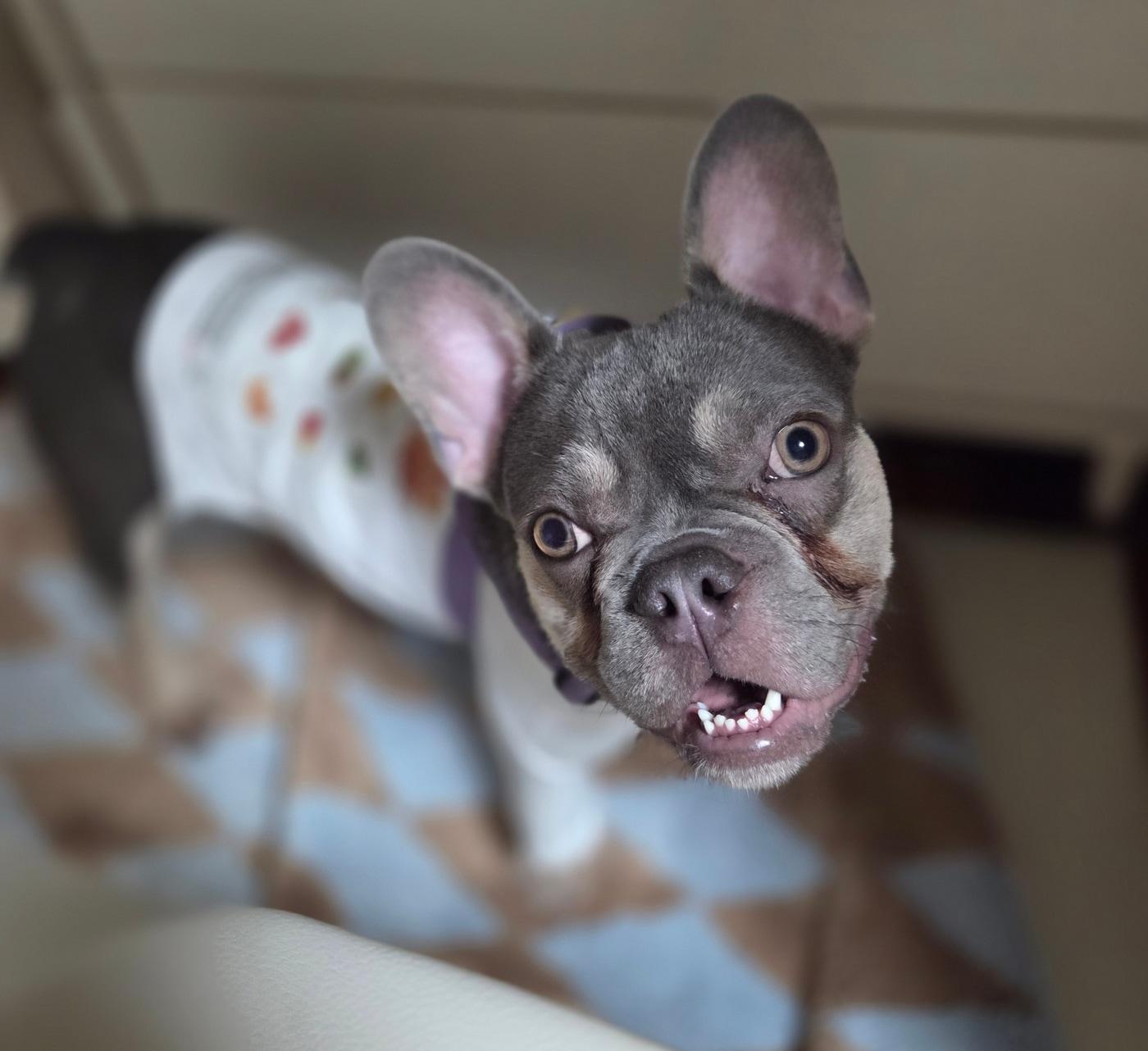 본문 이미지 - 동물과 함께 행복한 세상에서 보호 중인 프렌치불독 루이 ⓒ 뉴스1 한송아 기자