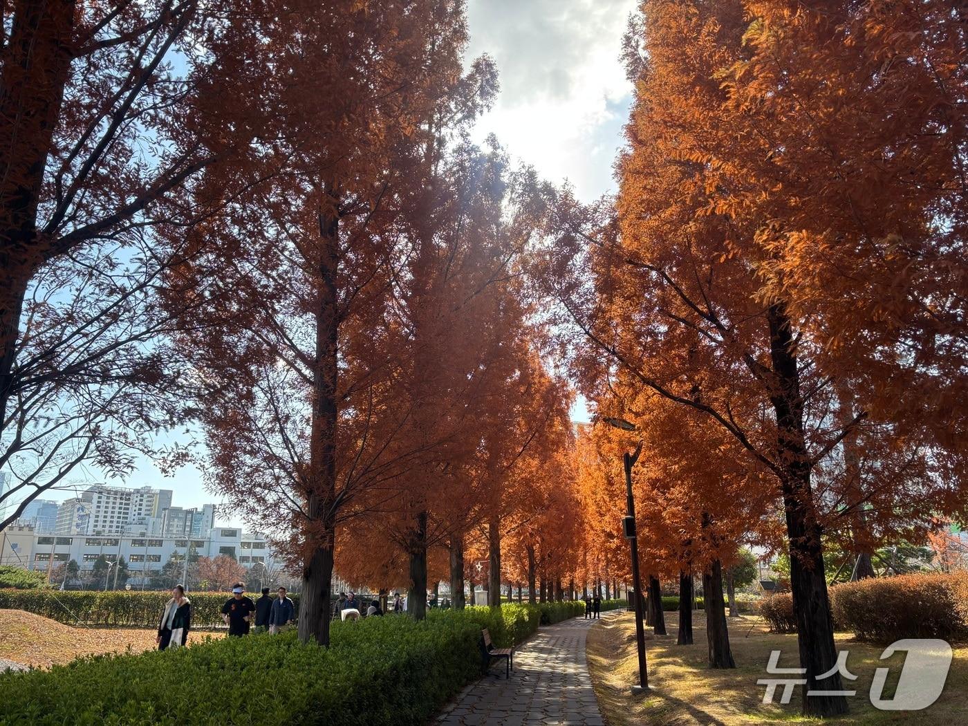 본문 이미지 - 30일 부산시민공원 남문 출입구 인근 메타세콰이어길 모습 2025.11.30 ⓒ 뉴스1 홍윤 기자