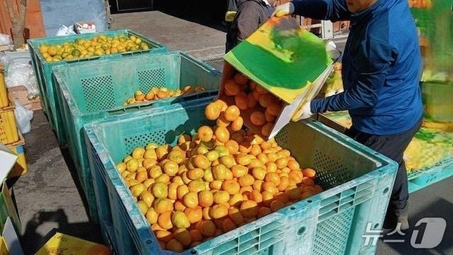 본문 이미지 - 상품외감귤 유통 단속 현장&#40;서귀포시 제공&#41;/뉴스1
