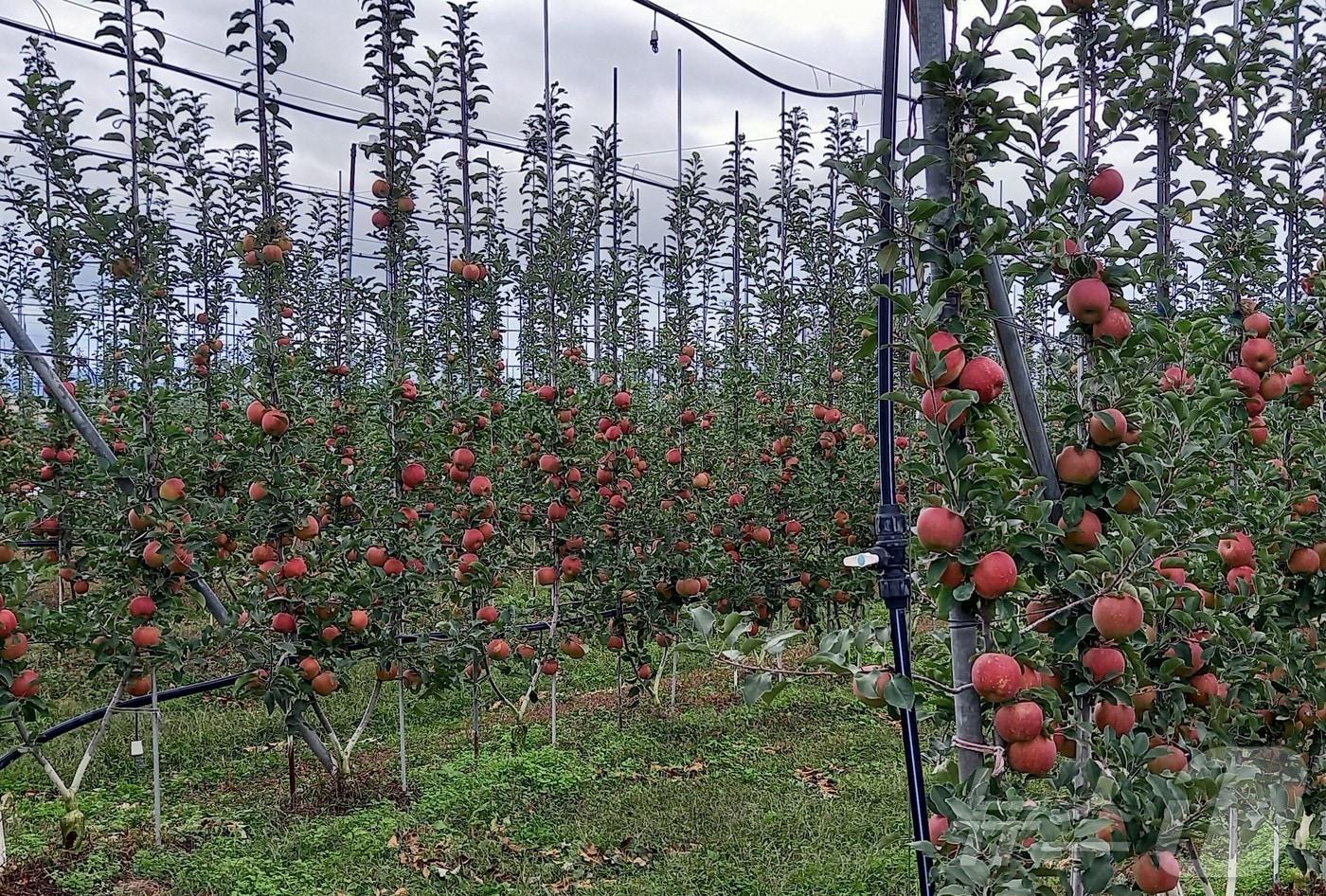 경북도가 농림축산식품부의 내년 과실전문생산단지 기반 조성에 12개 지구가 선정돼 국비 175억원을 확보했다.&#40;경북도 제공. 재판매 및 DB금지&#41; ⓒ News1 김대벽기자