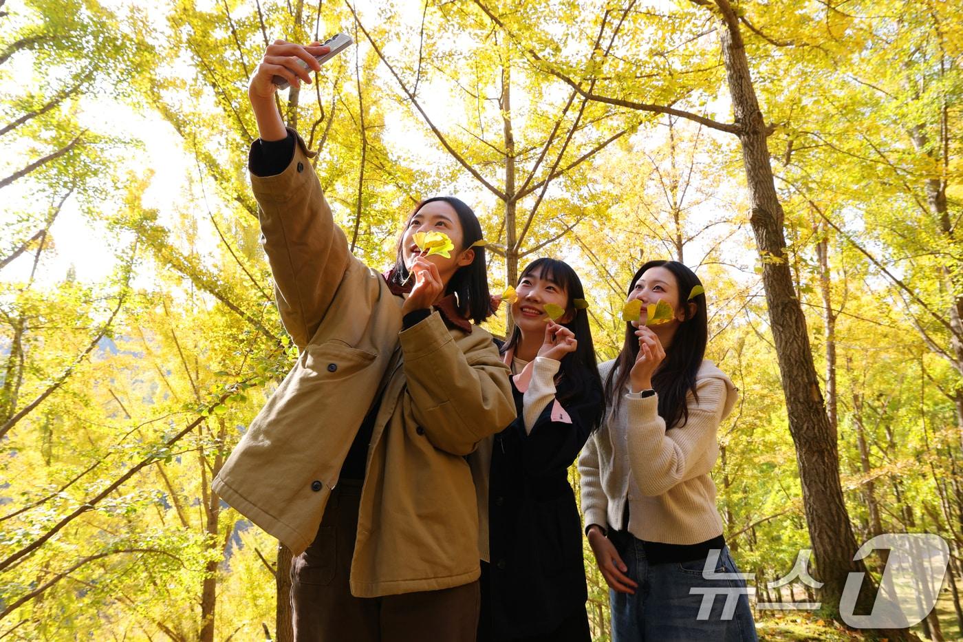 4일 경기 용인시 처인구 에버랜드 은행나무숲에 은행나무가 노랗게 물들어가고 있다.2025.11.4/뉴스1 ⓒ News1 김영운 기자