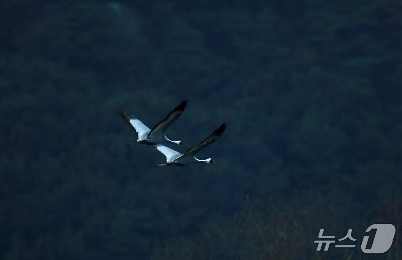 최근 김해 화포천 습지에서 관측된 멸종위기종 재두루미.&#40;조명훈 작가 제공. 재판매 및 DB금지&#41;