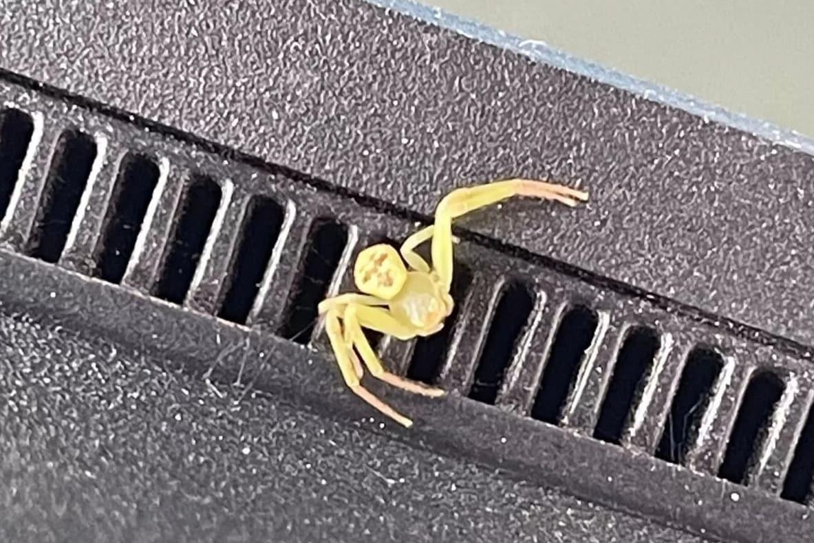 본문 이미지 -  복부에 사람 얼굴처럼 보이는 무늬가 있는 노란색 거미는 게거미로 확인됐다. &#40;사진: Nut Siri&#41;