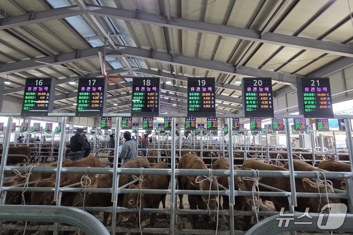  음성축협 스마트 가축시장  플랫폼.(음성축협 제공. 재판매 및 DB금지)/뉴스1