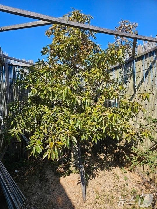 본문 이미지 - 신안 천사 굴참나무&#40;신안군 제공. 재판매 및 DB금지&#41; /뉴스1 