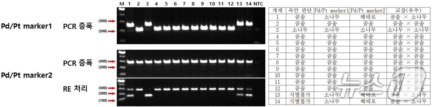 소나무와 곰솔이 혼재된 자연집단에서의 개체목별 유전형&#40;산림청 국립산림과학원 제공.재판매 및 DB금지&#41;/뉴스1