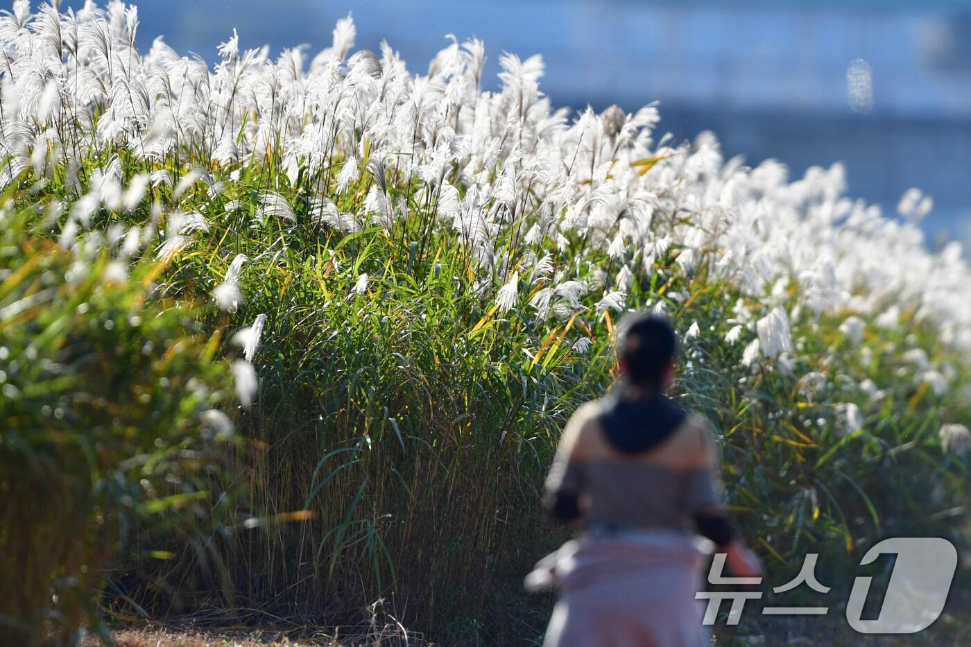 4일 오후 경북 포항시 남구 연일읍 형산강변에서 시한 민이 갈대밭 길을 따라 달리고 있다. 2025.11.4/뉴스1 ⓒ News1 최창호 기자