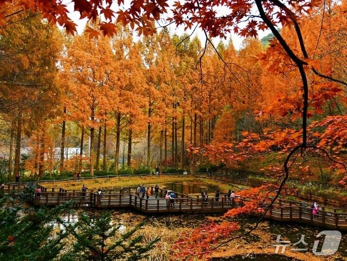 본문 이미지 - 대전시가 11월 한달간 장태산 휴양림 교통대책을 추진한다. (대전시 제공) /뉴스1