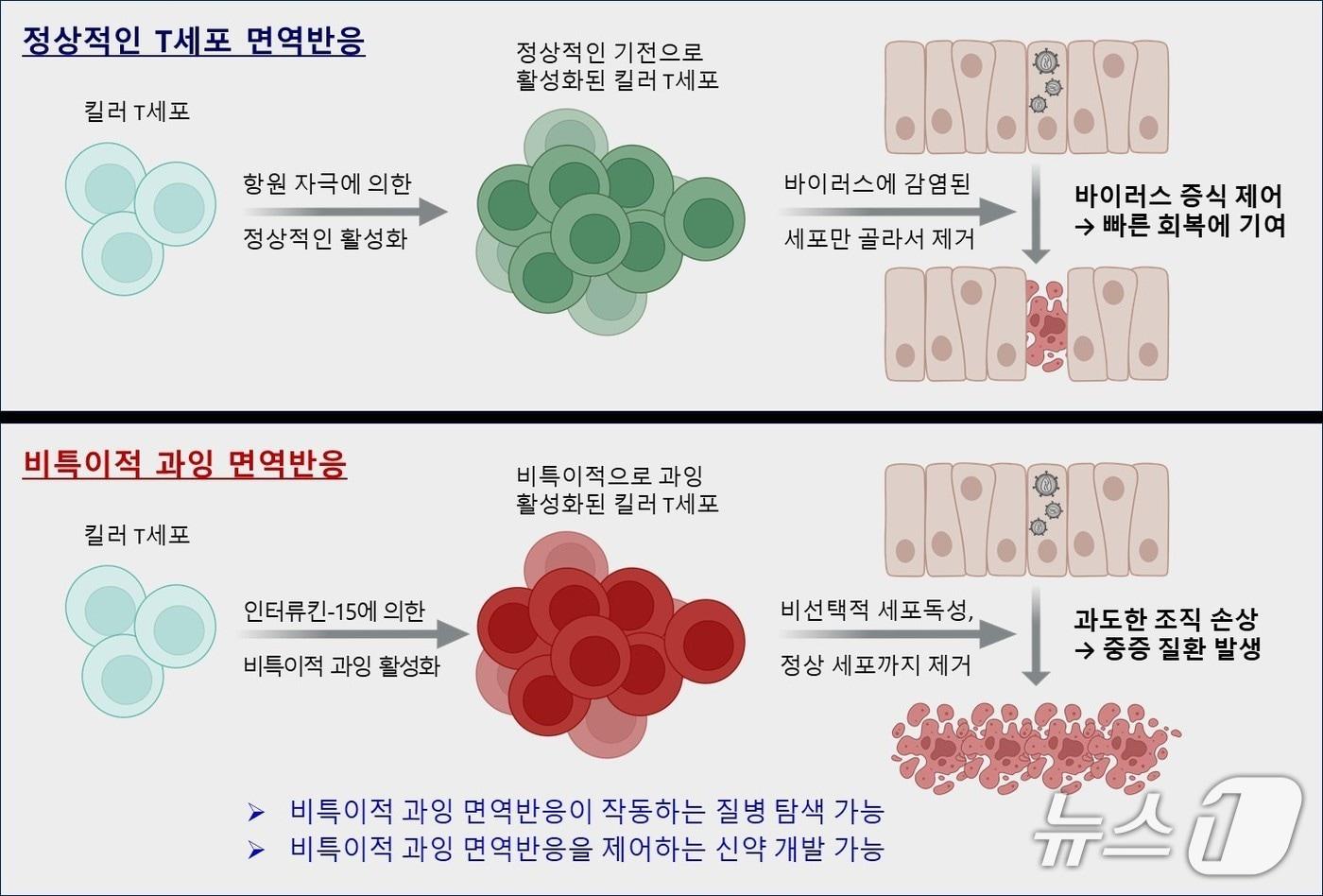 본문 이미지 - 인터류킨-15에 의한 킬러 T세포의 비특이적 과잉 활성화와 조직 손상(KAIST 제공) /뉴스1