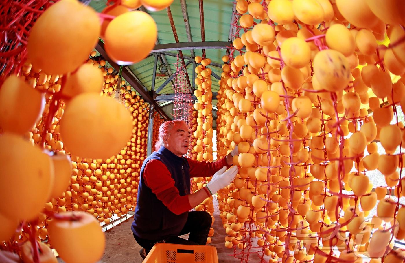 충북 괴산군 연풍면의 한 농가에서 곶감을 만들기 위해 깎은 감을 건조장에 매달고 있다.&#40;괴산군 제공&#41;/뉴스1 2025.11.5/뉴스1
