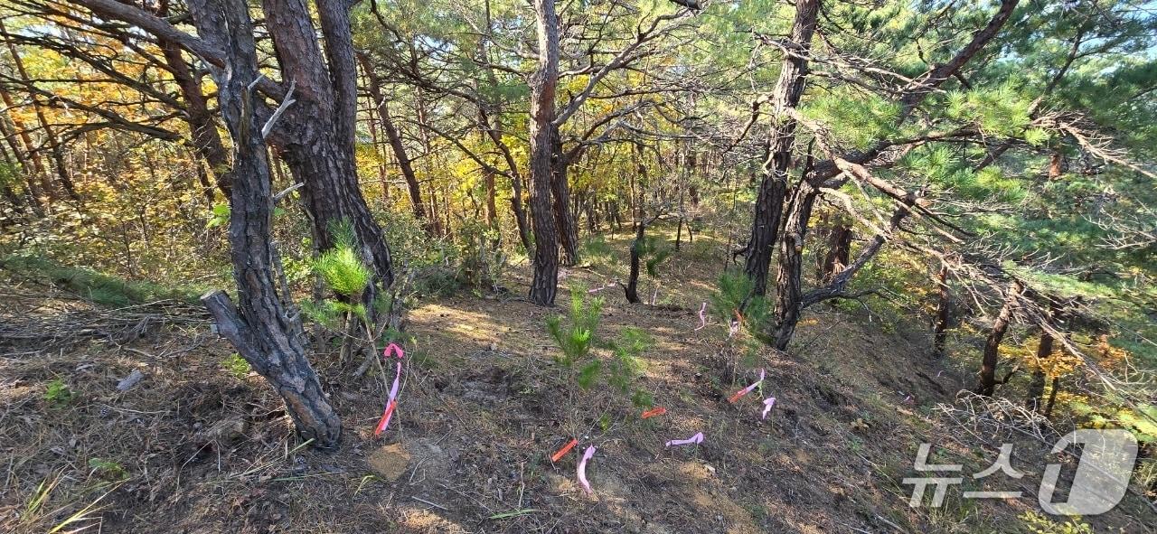 본문 이미지 - ‘산불피해지 송이산 복원 시범사업’ &#40;산림청 국립산림과학원 제공.재판매 및 DB금지&#41;/뉴스1
