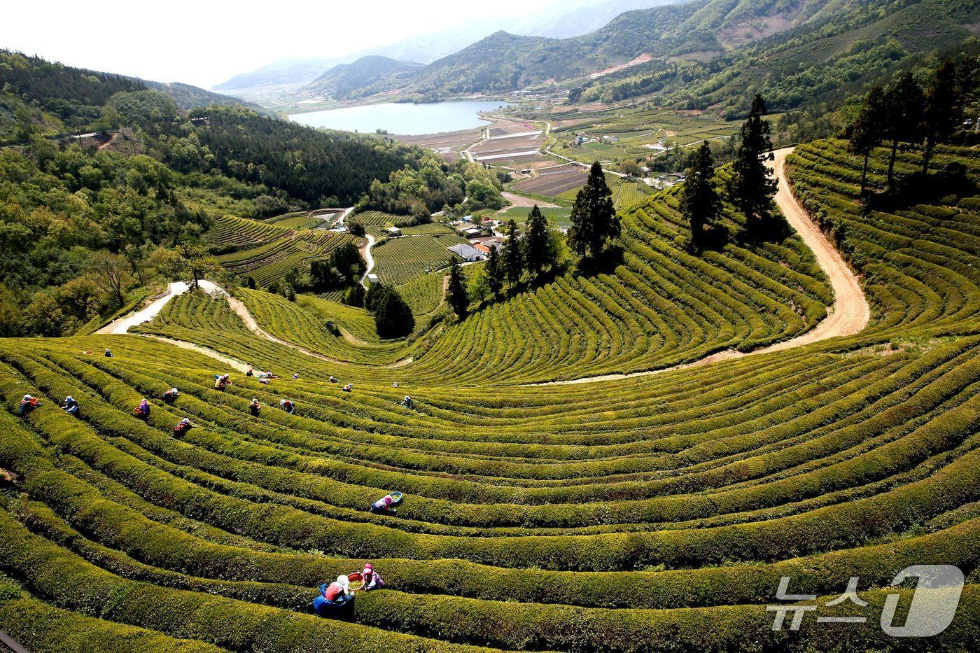 보성 녹차밭 전경. &#40;보성군 제공. 재판매 및 DB금지&#41;