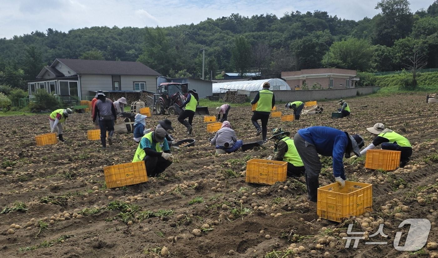 라오스 공공형 계절근로자 일손 돕기 장면 &#40;보은군 제공. 재판매 및 DB금지&#41; /뉴스1