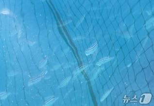 본문 이미지 - 여수시가 거문도 해역에서 아열대성 어류 &#39;벤자리&#39;를 시험적으로 양식하고 있다. &#40;여수시 제공. 재판매 및 DB금지&#41;