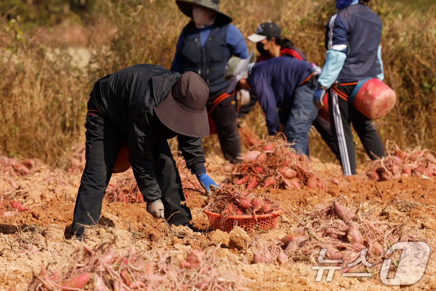본문 이미지 - 5일 전남 영암군 신북면 한 황토고구마밭에서 농민들rhk 계절근로자들이 고구마 수확에 한창이다.(사진은 기사 내용과 무관함)/뉴스1 ⓒ News1 김태성 기자