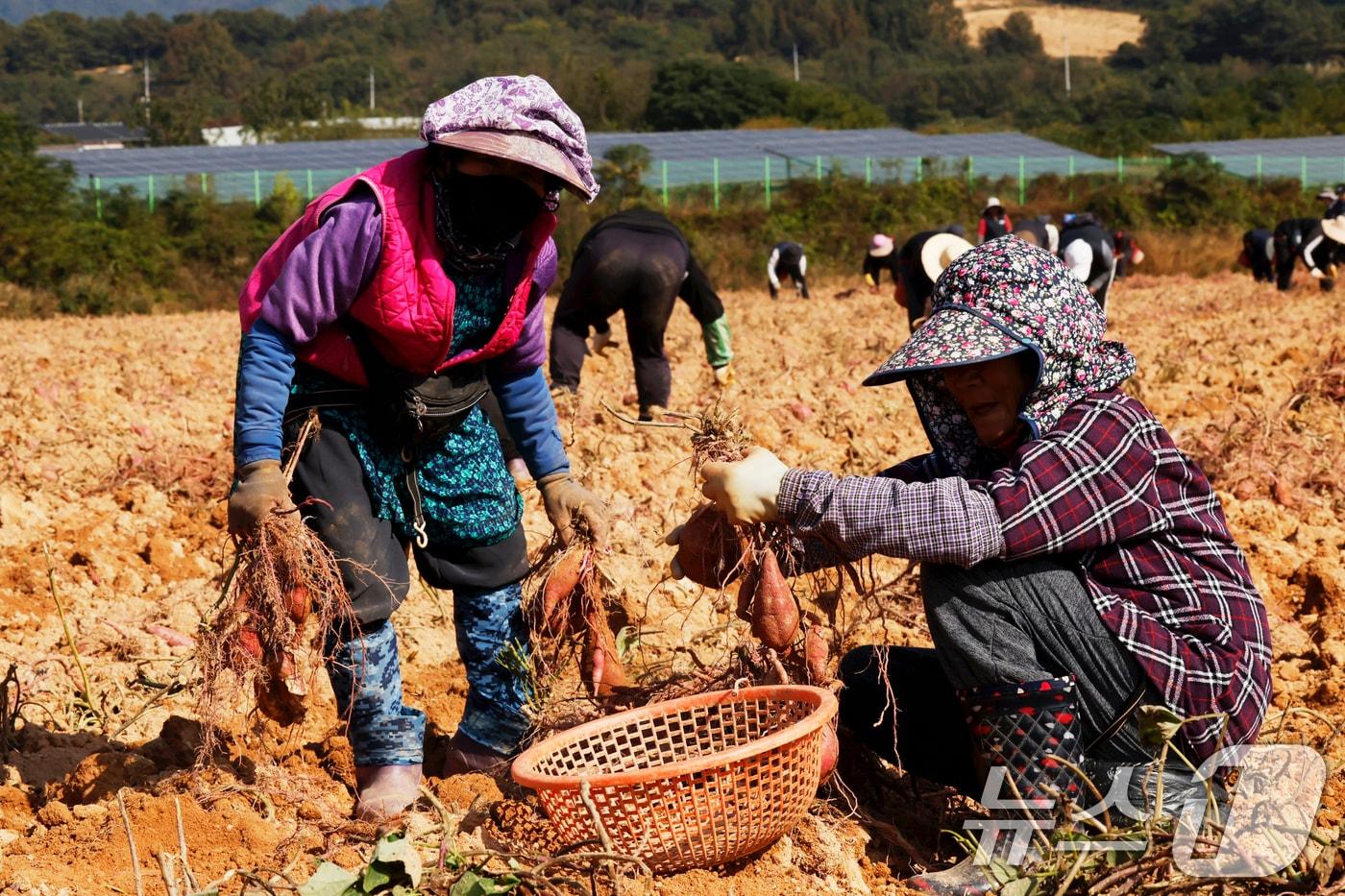 본문 이미지 - 전남 영암군 신북면 한 황토고구마밭에서 농민들이 고구마 수확에 한창이다.ⓒ 뉴스1 김태성 기자