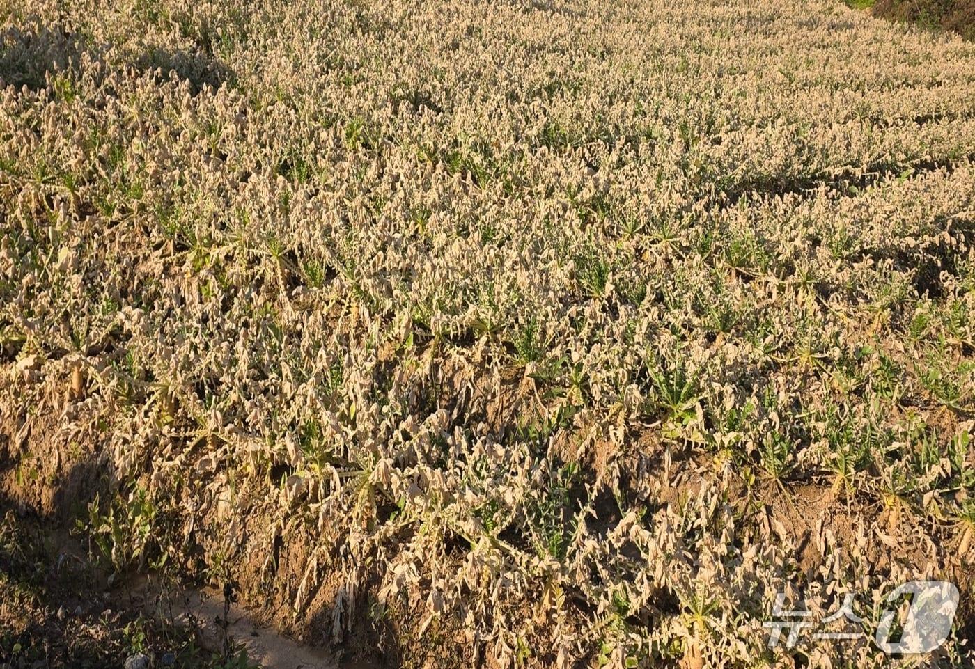음성군 대소면 화학물질 누출 사고로 피해를 본 무밭.&#40;음성군 제공. 재판매 및 DB금지&#41;/뉴스1 