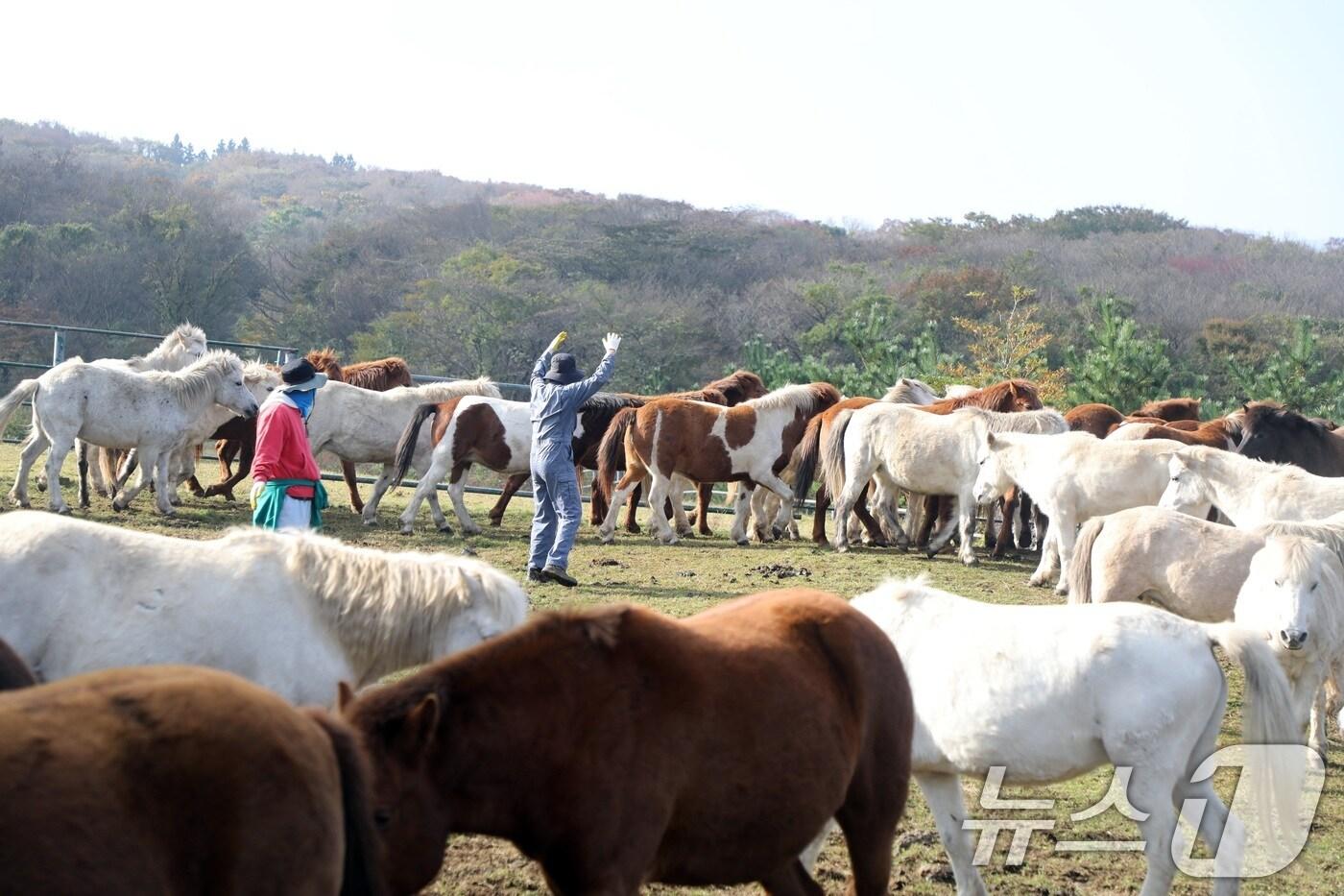 지난 6일 오전 산간도로인 제주시 5·16도로변 마 방목지에서 '말테우리'들이 소리를 치거나 손뼉을 치며 천연기념물인 '제주마'를 몰고 있다.  2025.11.6/뉴스1 ⓒ News1 고동명 기자
