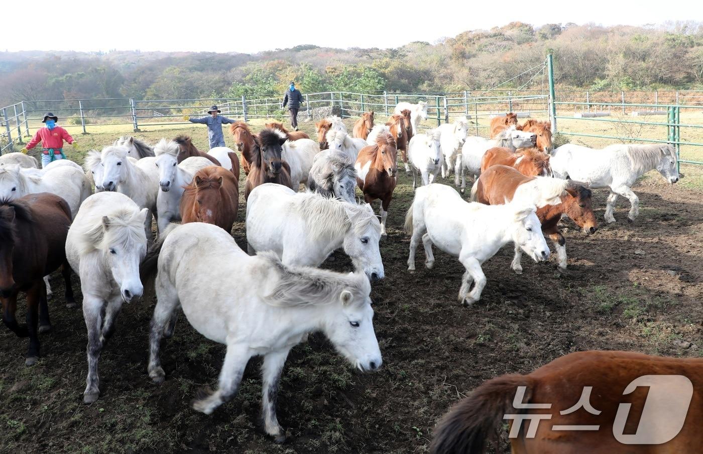 6일 오전 산간도로인 제주시 5·16도로변 마 방목지에서 '말테우리'들이 소리를 치거나 손뼉을 치며 천연기념물인 '제주마'를 몰고 있다. 제주축산연구원은 해마다 봄에는 이곳에서, 겨울철에는 해발 고도가 낮은 방목지로 옮겨 관리하고 있다. 2025.11.6/뉴스1 ⓒ News1 고동명 기자