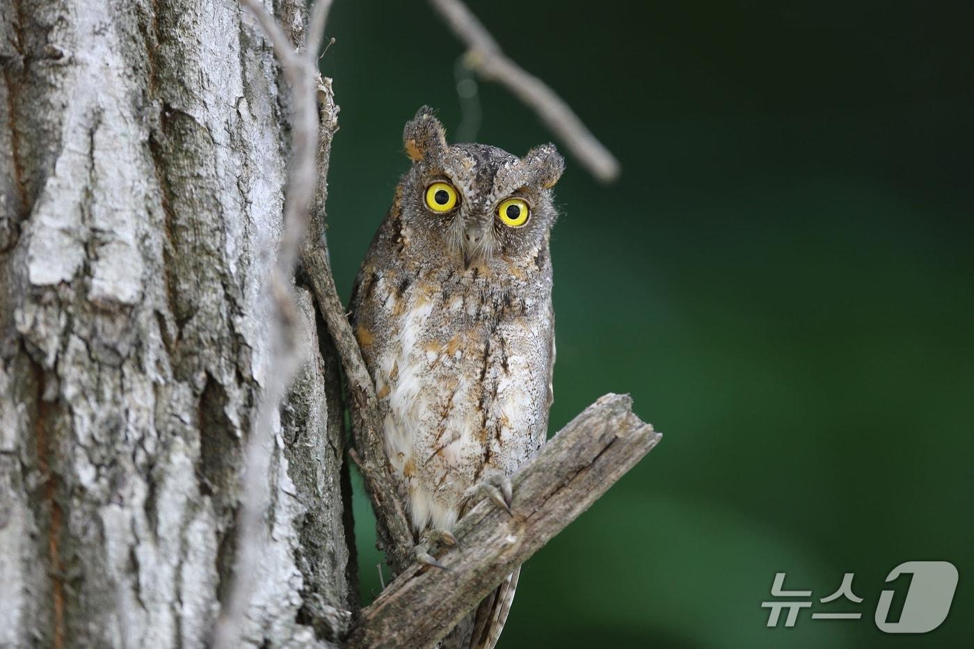 천연기념물 소쩍새 모습(당진시 제공. 재판매 및 DB금지)2025.11.6/뉴스1