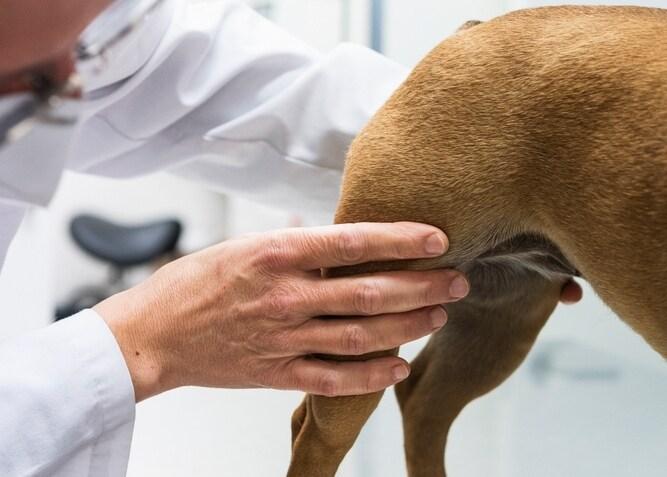 본문 이미지 - 슬개골탈구 수술을 하더라도 재탈구가 발생할 수 있다(사진은 기사 내용과 무관함, 클립아트코리아). ⓒ 뉴스1