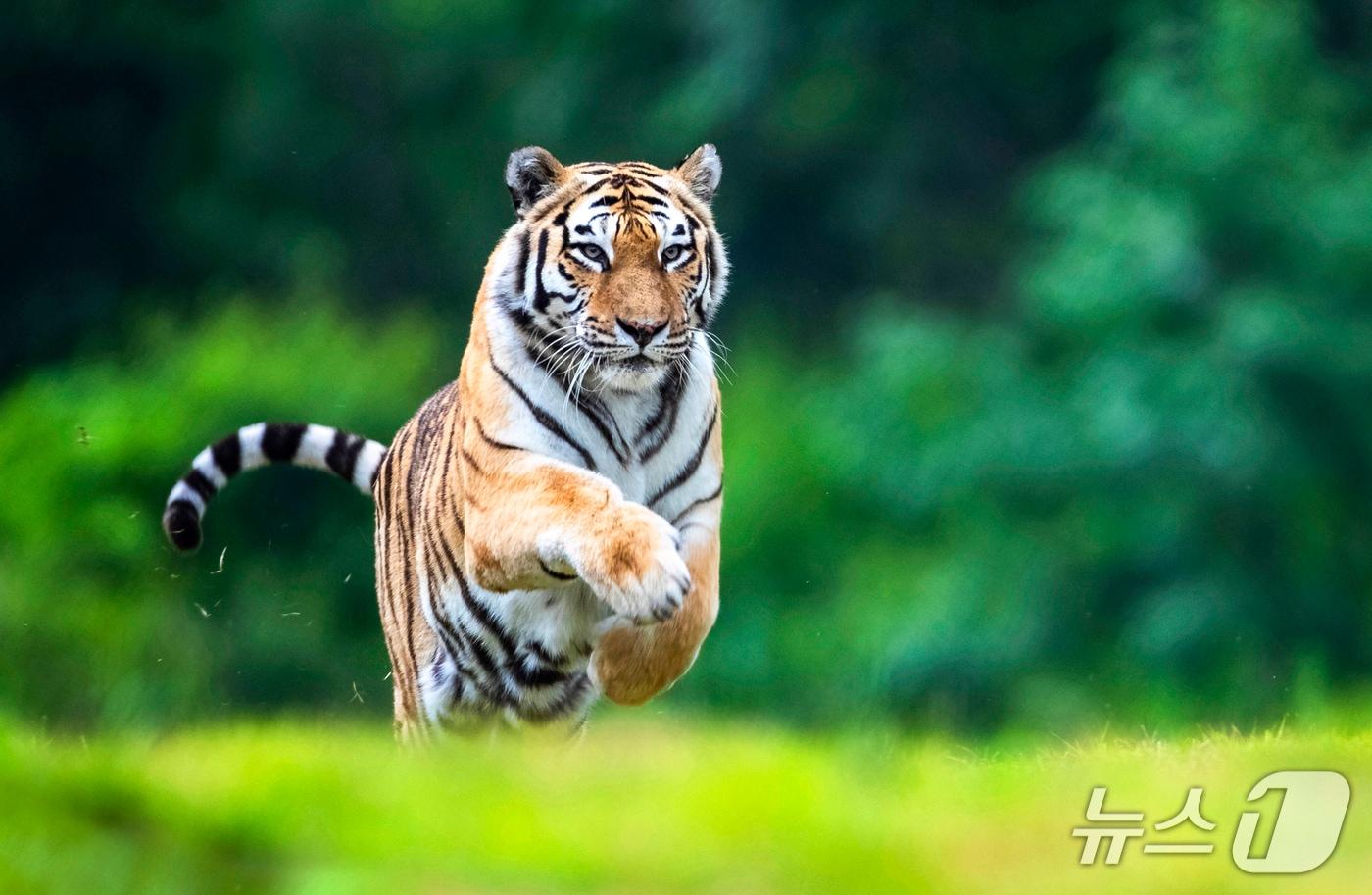 국립백두대간수목원 국내 최고령 백두산호랑이 ‘한청’(한국수목원정원관리원 제공.재판매 및 DB금지) /뉴스1
