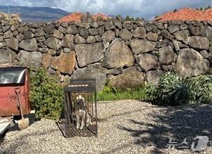 본문 이미지 - 포획된 유기견(서귀포시 제공. 재판매 및 DB금지)/뉴스1 