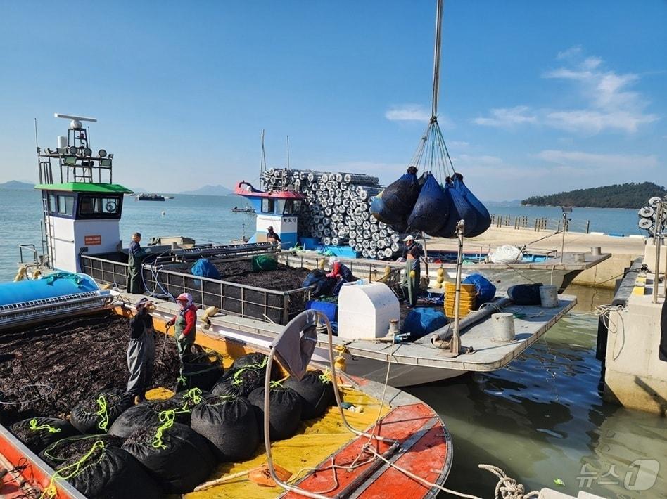 본문 이미지 - 신안 물김 경매 입찰 현장&#40;신안군 제공. 재판매 및 DB금지&#41; /뉴스1 
