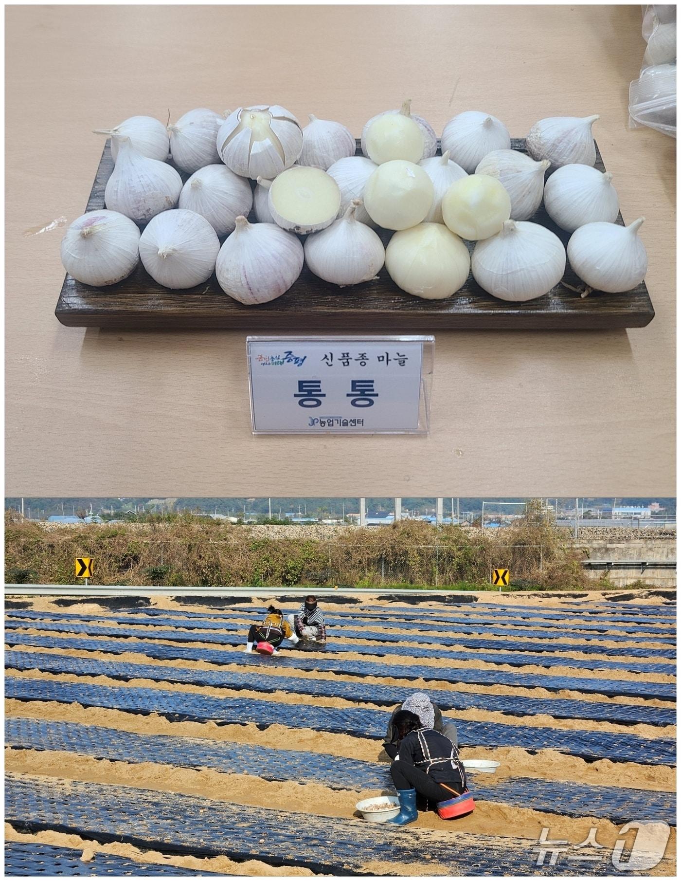 본문 이미지 - 충북 증평군농업기술센터는 농촌 소득작목 육성을 위해 신품종 '통통 마늘'을 보급한다.(증평군 제공, 재판매 및 DB금지)/뉴스1