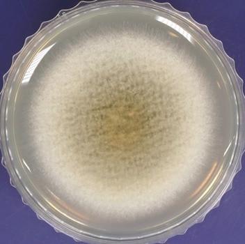 본문 이미지 - 항암 효소를 생산하는 해양 곰팡이 모습.&#40;국립해양생물자원관 제공. 재판매 및 DB금지&#41;/뉴스1