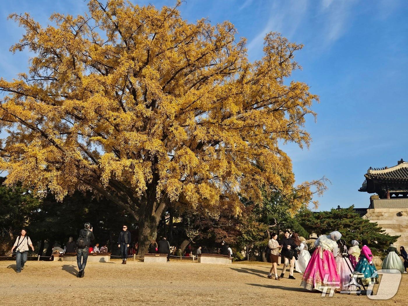 본문 이미지 - 7일 서울 종로구 경복궁 건춘문 옆 은행나무 앞에서 시민들이 사진을 찍고 있다./뉴스1 ⓒ News1 유채연 기자