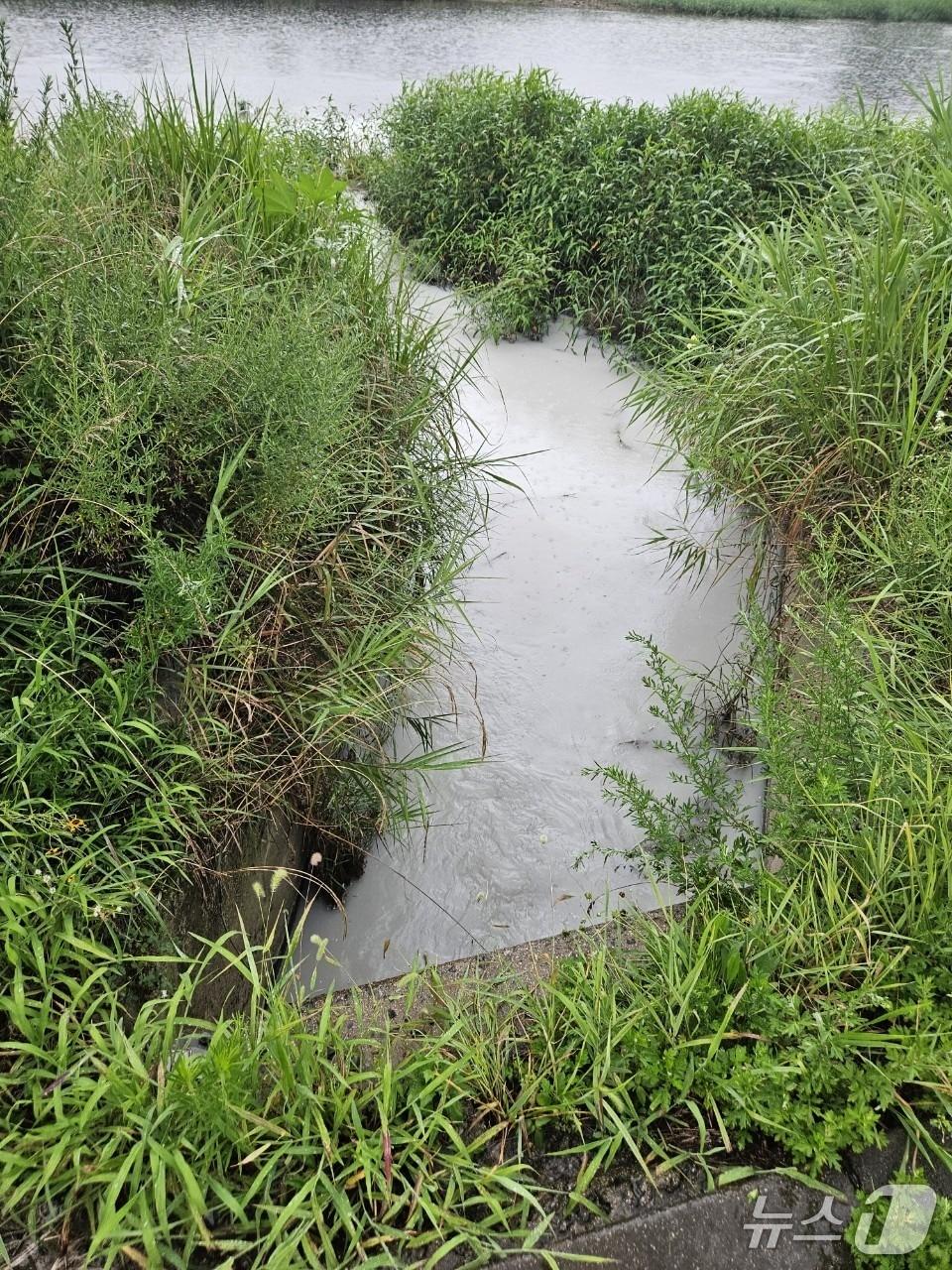 본문 이미지 - 폐기물이 유등천으로 흘러 들어가는 모습.&#40;대전시 제공. 재판매 및 DB금지&#41;/뉴스1