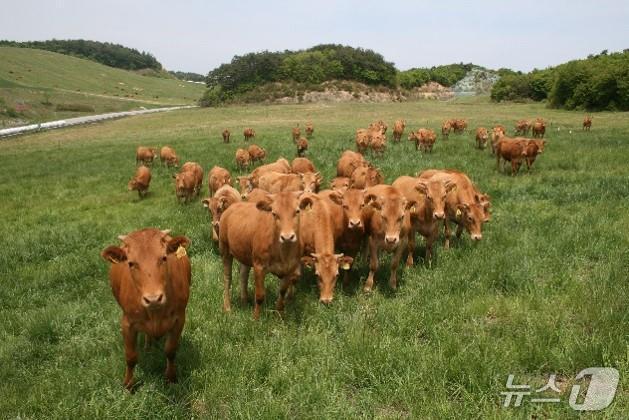 본문 이미지 - 강원도, 동해·고성 한우농가 우량 암소 공급.사진은 기사 이해를 돕기 위한 자료사진.&#40;강원도 제공, 재판매 및 DB 금지&#41; 2025.11.9/뉴스1