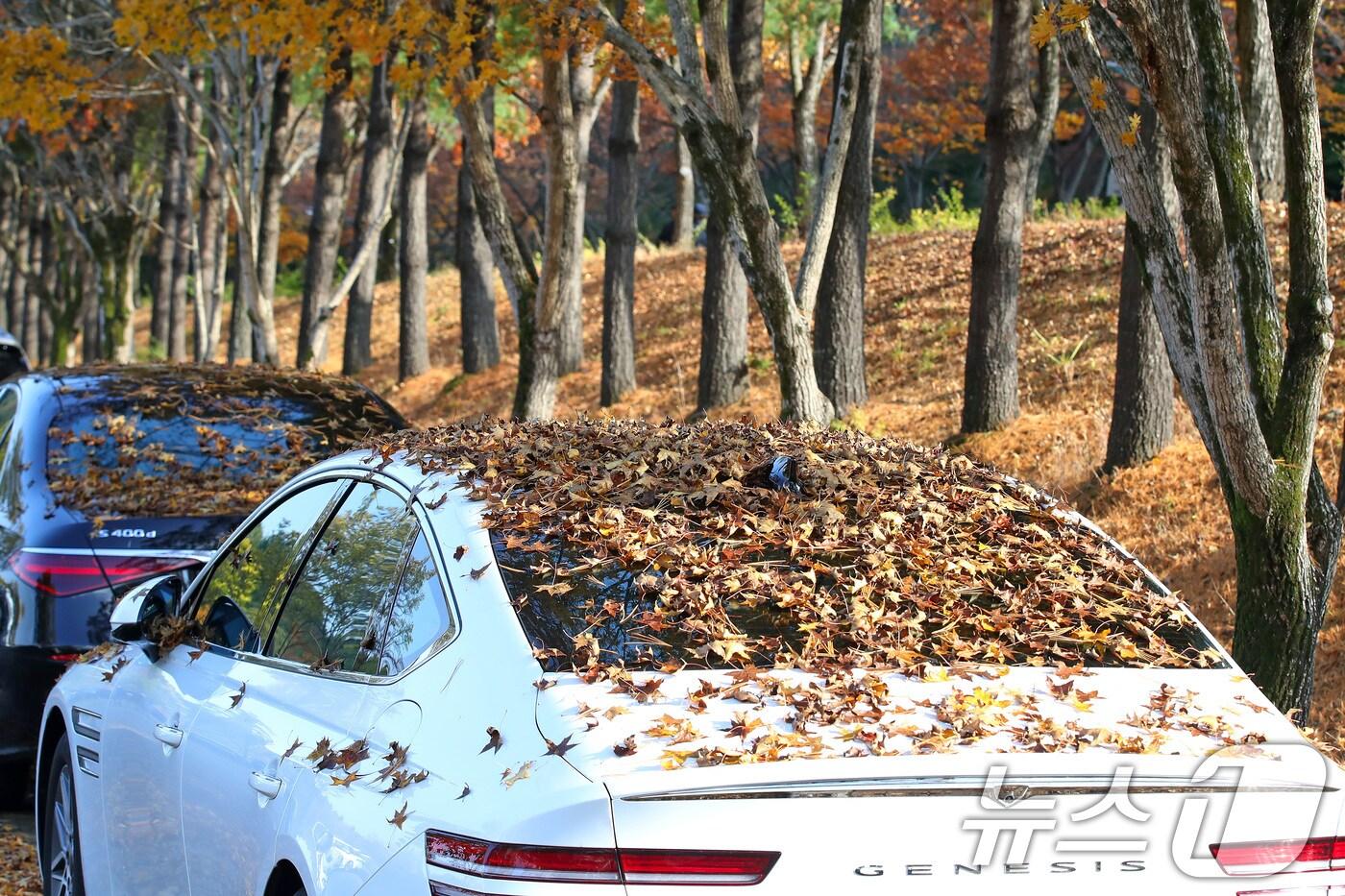 비가 그치고 맑은 날씨를 보인 9일 오후 대구 수성구 대구스타디움 산책로 옆 주차장에 주차된 차량 위에 낙엽이 소복이 쌓여 있다. 2025.11.9/뉴스1 ⓒ News1 공정식 기자