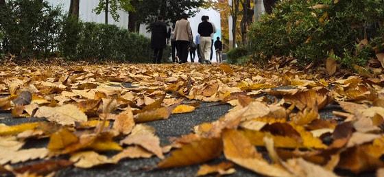본문 이미지 - 전북 전주시 천서로에서 시민들이 낙엽을 밟으며 발걸음을 옮기고 있다. 2025.11.9/뉴스1 ⓒ News1 유경석 기자