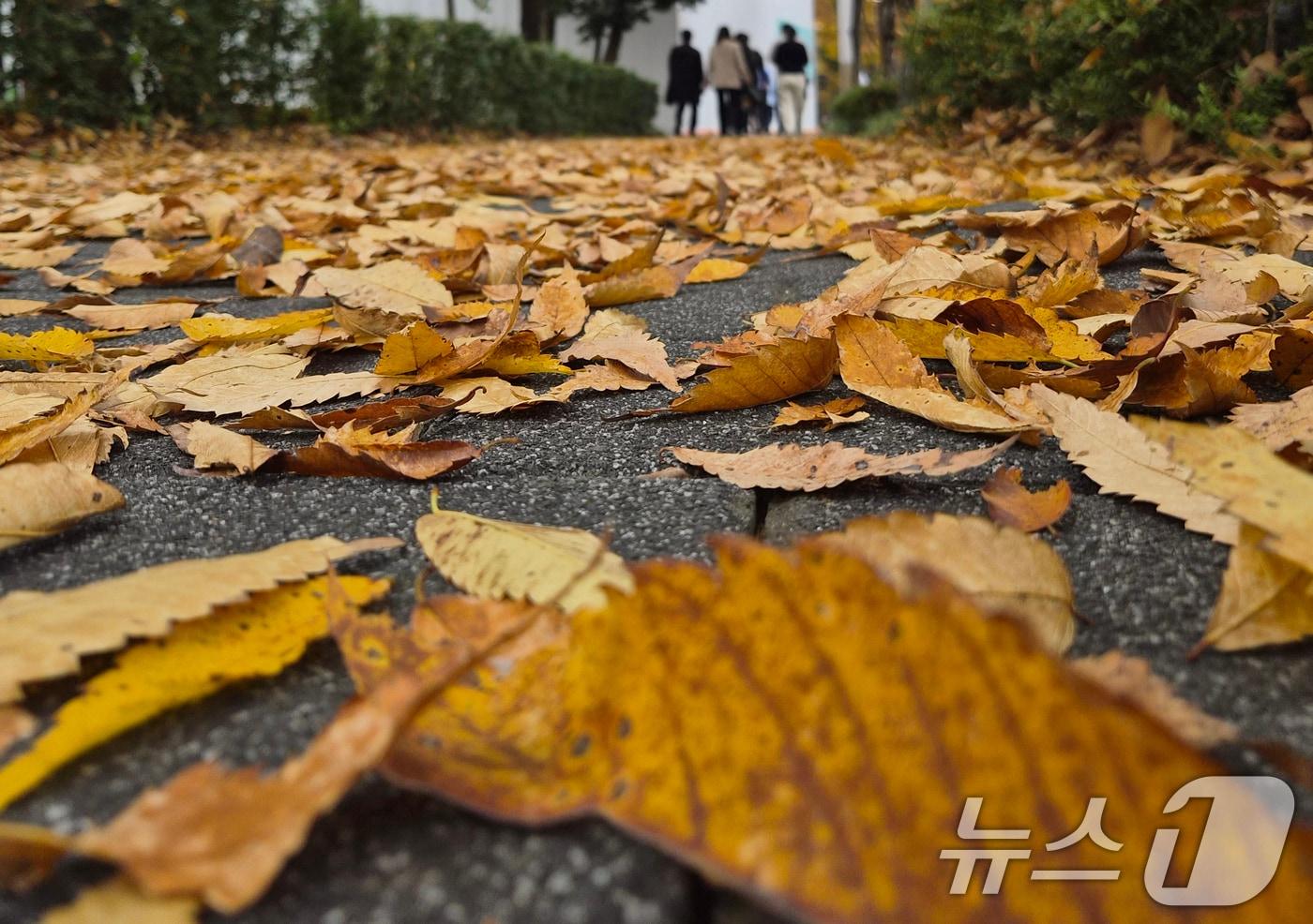 완연한 가을 날씨를 보인 9일 전북 전주시 천서로에서 시민들이 낙엽을 밟으며 발걸음을 옮기고 있다. 2025.11.9/뉴스1 ⓒ News1 유경석 기자