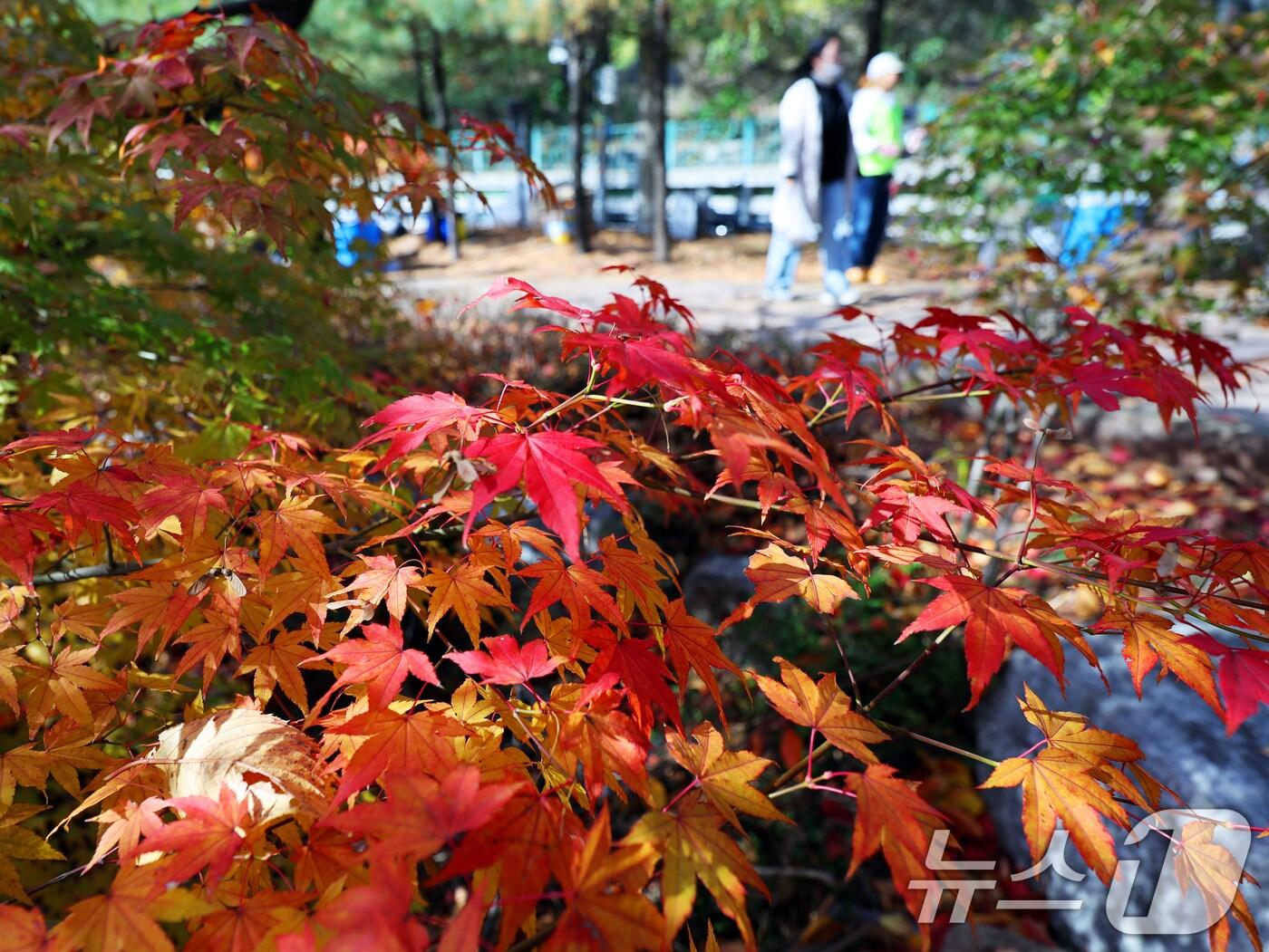 본문 이미지 - 단풍 자료사진. /뉴스1
